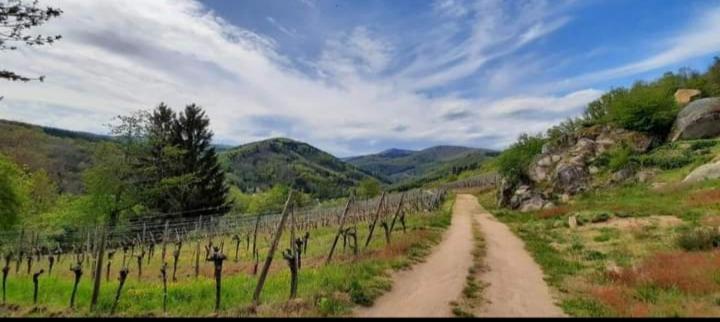 Gite A Andlau Exterior foto